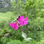아파트 Mit Schwimmbad Kleinwalsertal