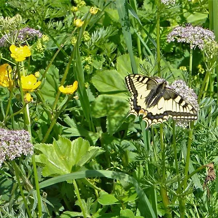 333 Mit Schwimmbad Kleinwalsertal Appartement Mittelberg