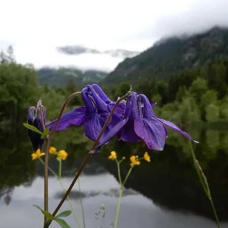 Appartamento 333 Mit Schwimmbad Kleinwalsertal
