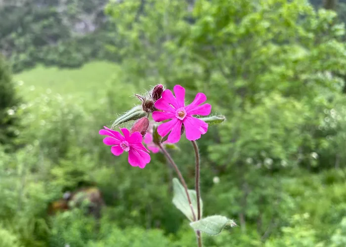 Apartment Mit Schwimmbad Kleinwalsertal