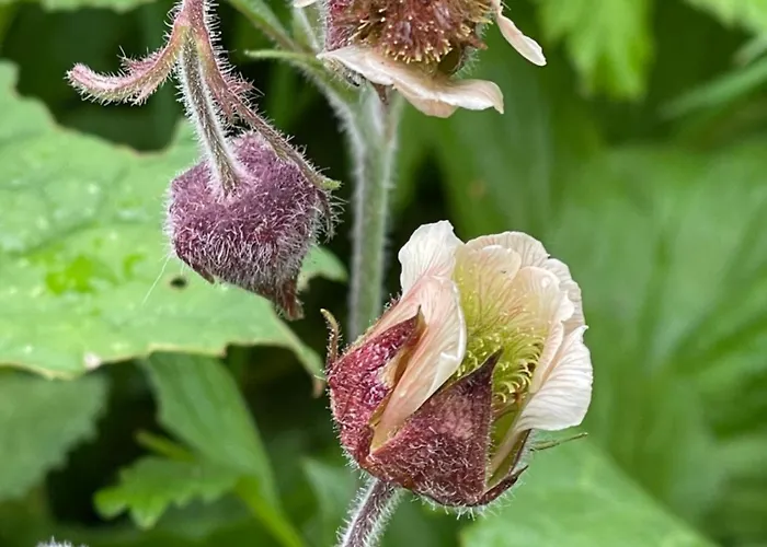 Apartment Mit Schwimmbad Kleinwalsertal 4*